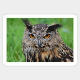 european eagle owl Sticker